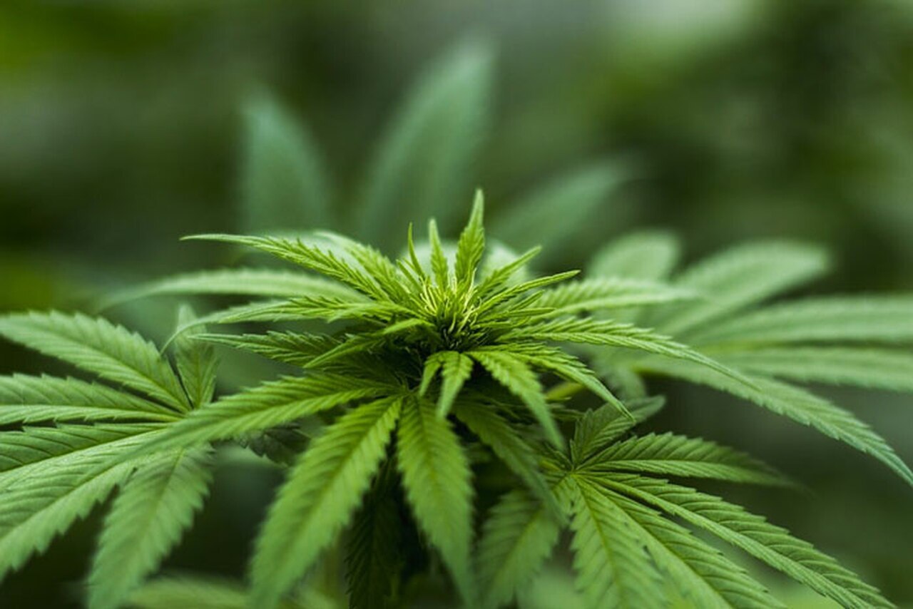 CBD vs THC